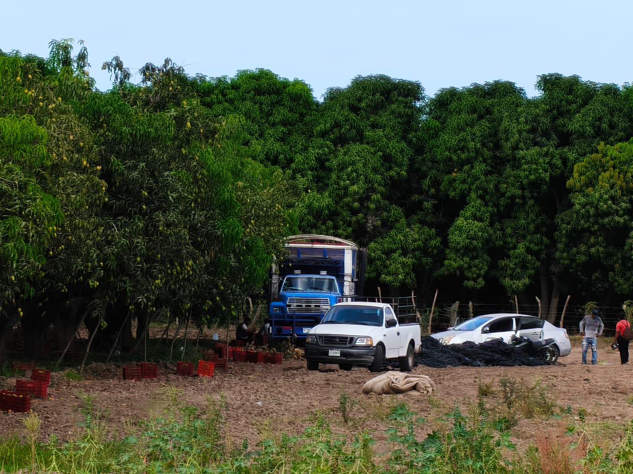$!Arranca en el sur de Sinaloa corte de mango y prevén que sea temporada ‘muy rápida’