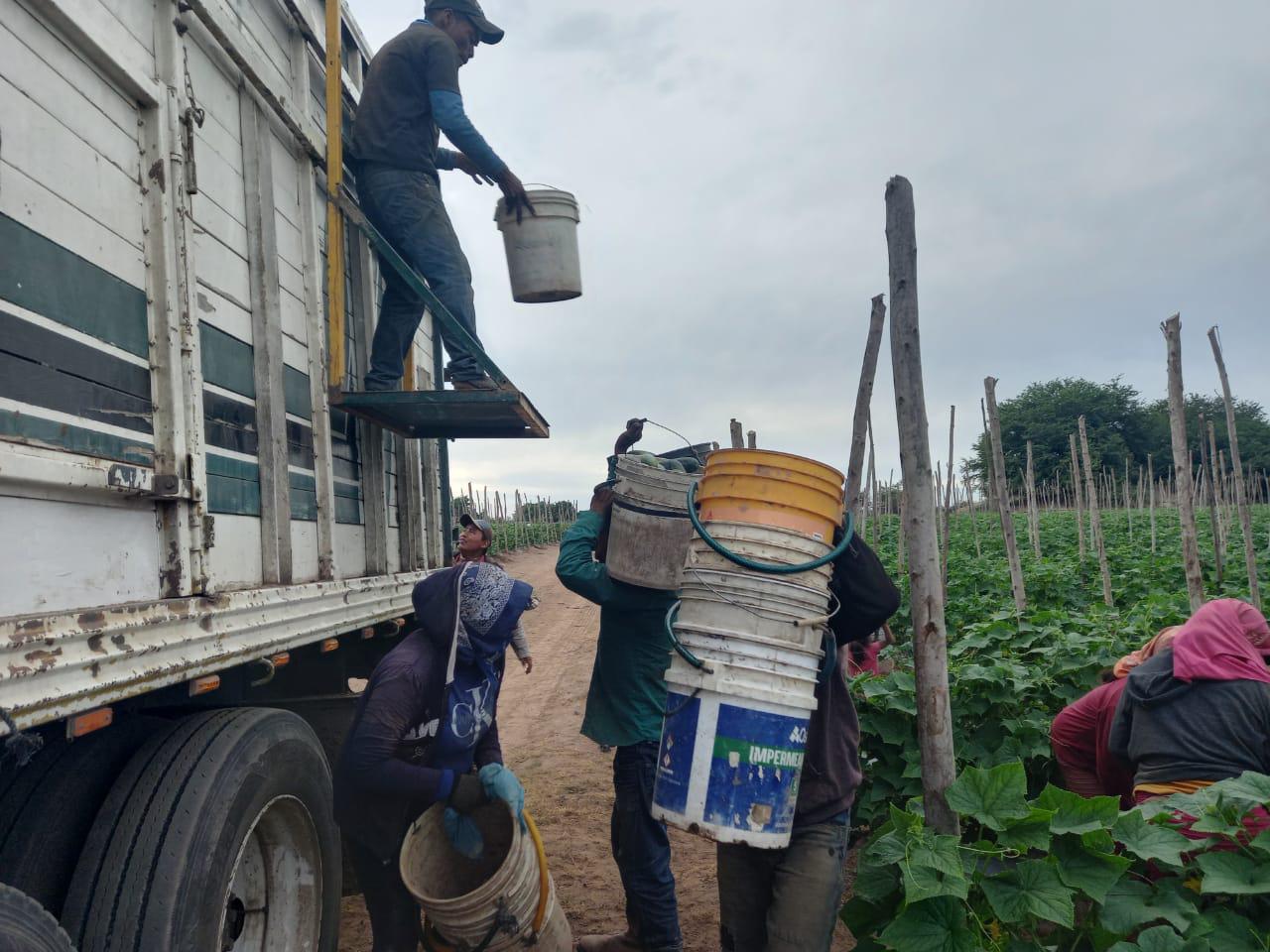 $!Sembradores de calabaza y pepino en Escuinapa sufren por bajos precios
