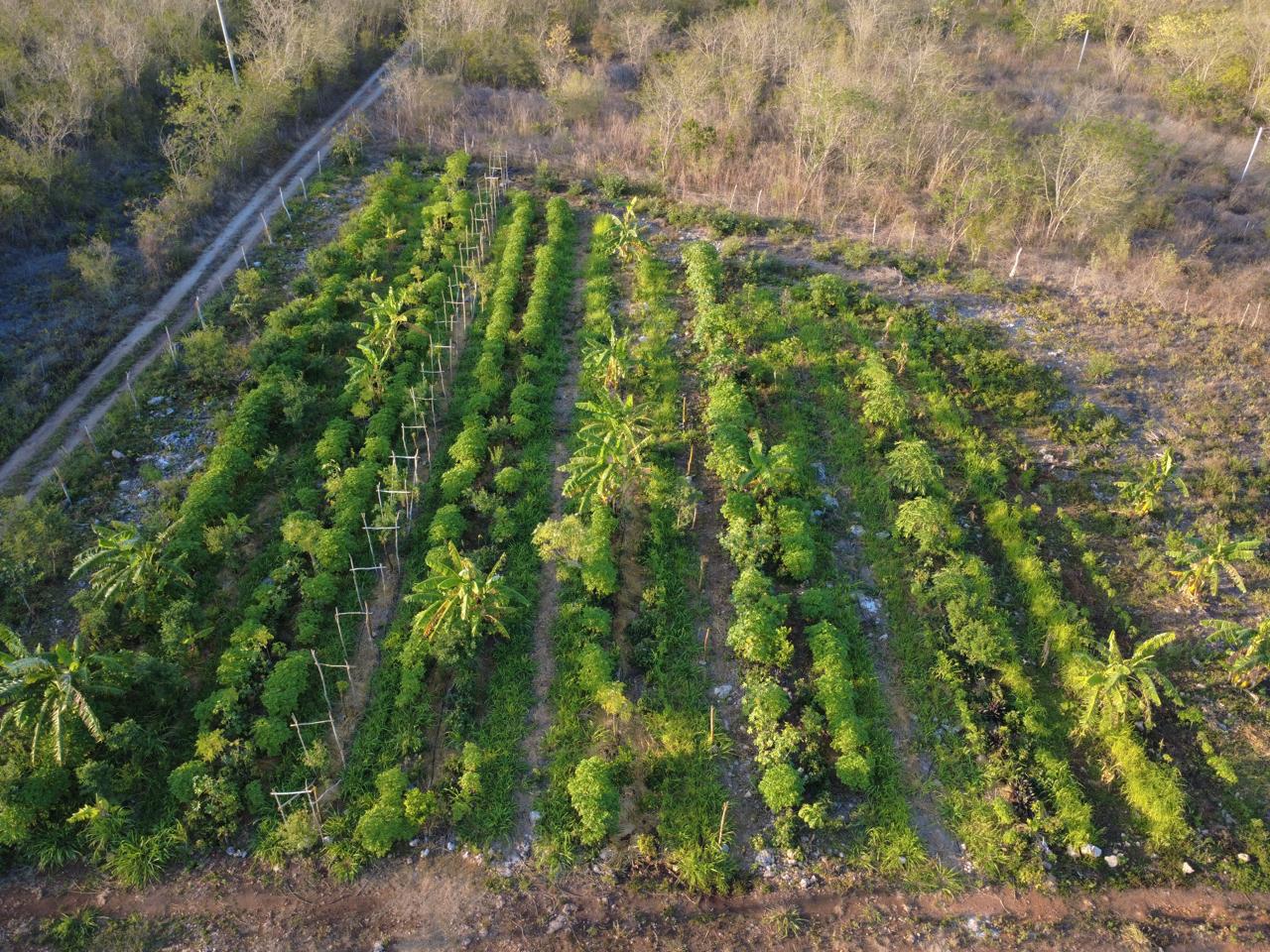 $!Parcela agroforestal sintrópica, una hectárea de tierra que fue explotada por más de un siglo con el monocultivo del henequén, actualmente en proceso de regeneración del suelo.