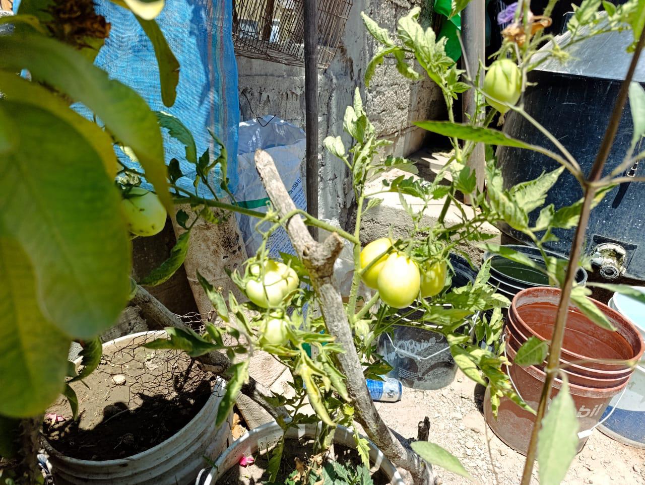 $!Mamá Chema, 100 años de duelo y resistencia en la sierra que ya no existe