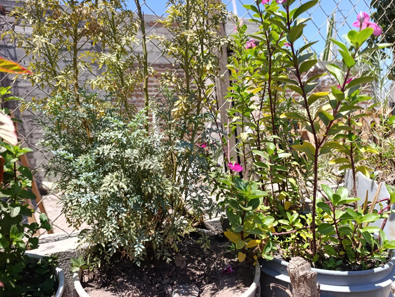 $!Mamá Chema, 100 años de duelo y resistencia en la sierra que ya no existe