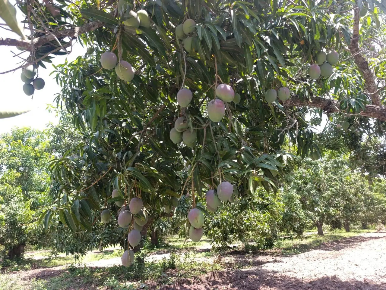 $!Lluvia derriba cientos de mangos y golpea a productores de Escuinapa