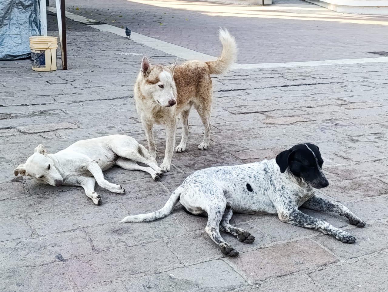 $!Perritos custodian la plazuela Ramón Corona, en Escuinapa
