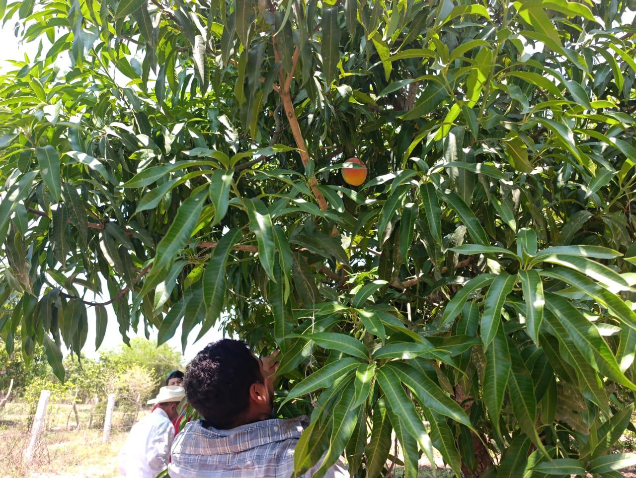 $!Lluvia derriba cientos de mangos y golpea a productores de Escuinapa