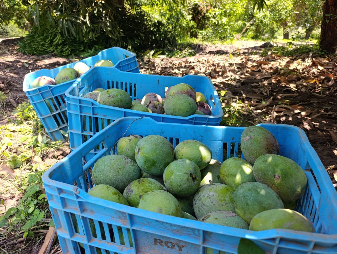 $!Lluvia derriba cientos de mangos y golpea a productores de Escuinapa