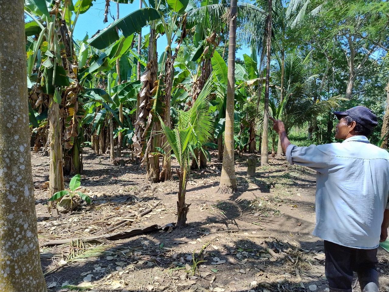 $!Chagraselva es una de las iniciativas agroforestales con las que subsisten pueblos originarios en la Amazonía colombiana.