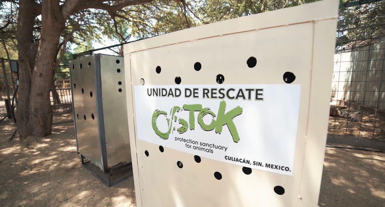 $!Desde Culiacán, envían 200 tigres rescatados a la India