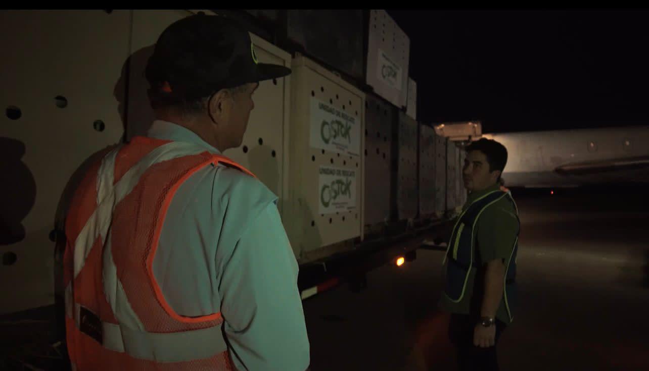 $!Desde Culiacán, envían 200 tigres rescatados a la India