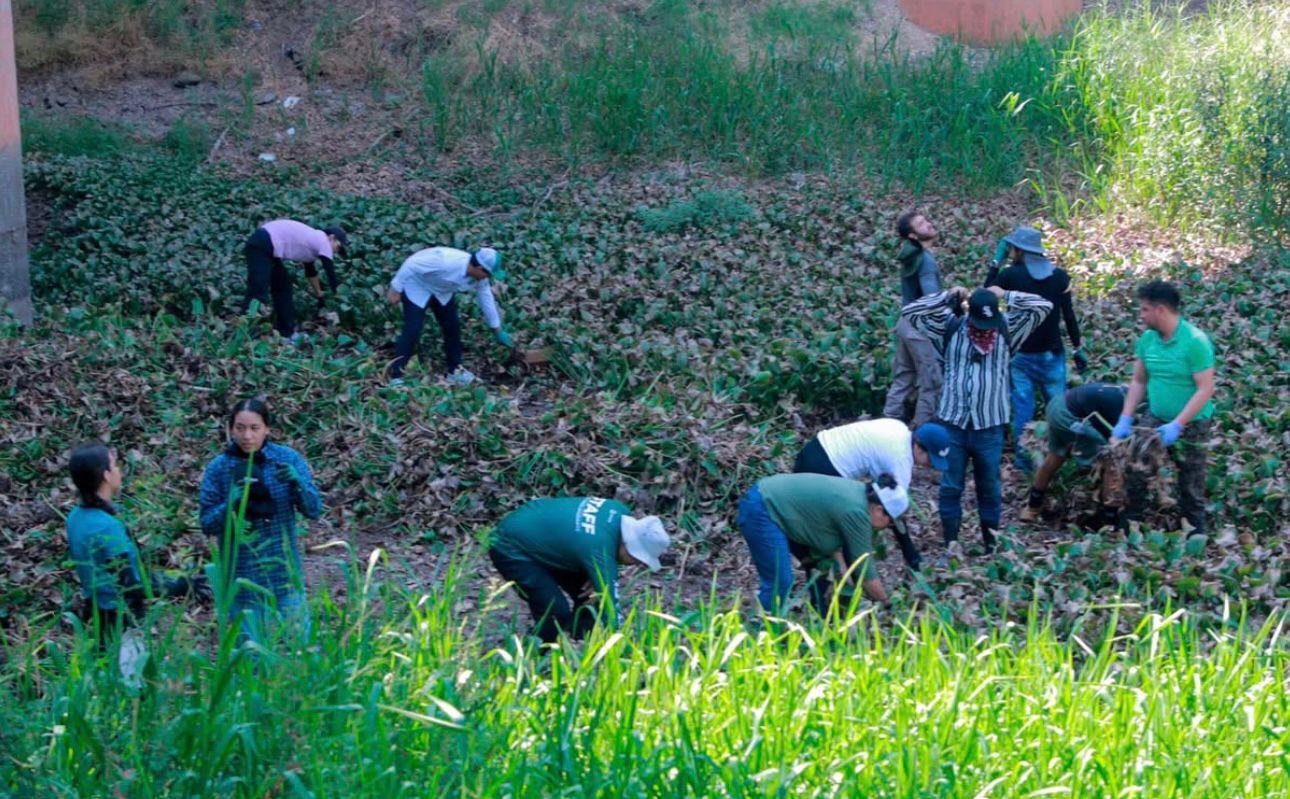 $!Sacan 5.5 toneladas de lirio acuático del río en Culiacán