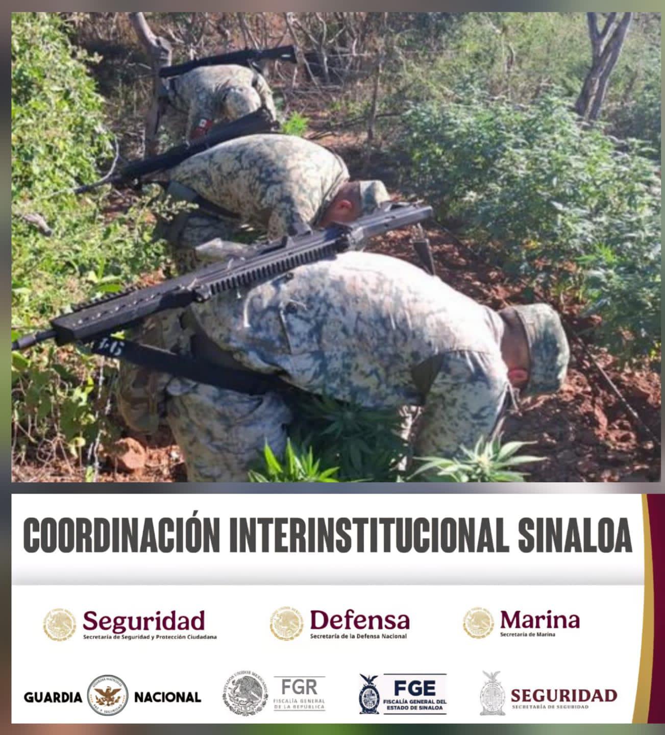 $!Destruye Ejército Mexicano dos plantíos de mariguana en Culiacán