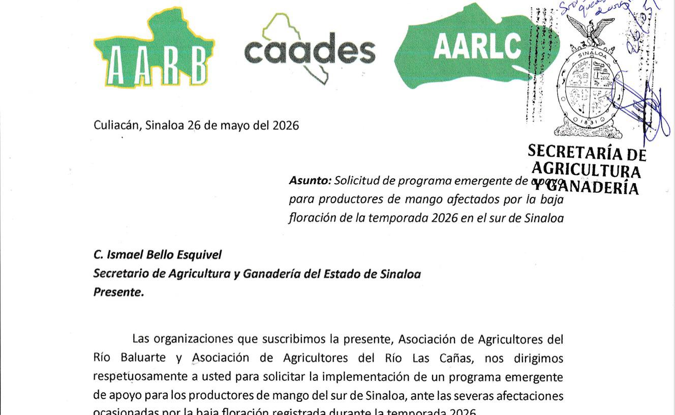 $!Productores mango del sur de Sinaloa piden al Gobierno un programa emergente ante caída en la producción