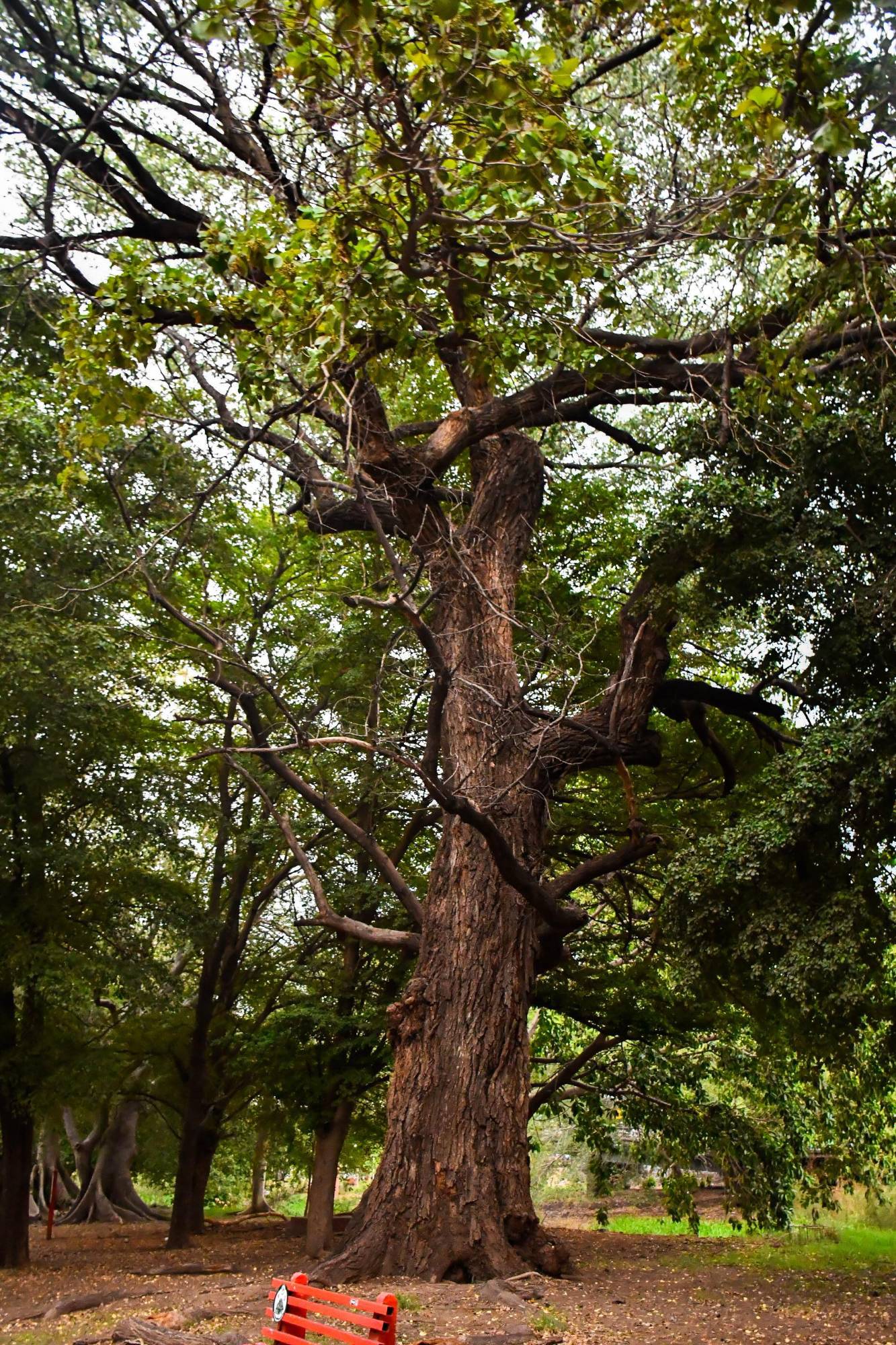 $!Los árboles centenarios: memoria viva y guardianes del tiempo de Culiacán