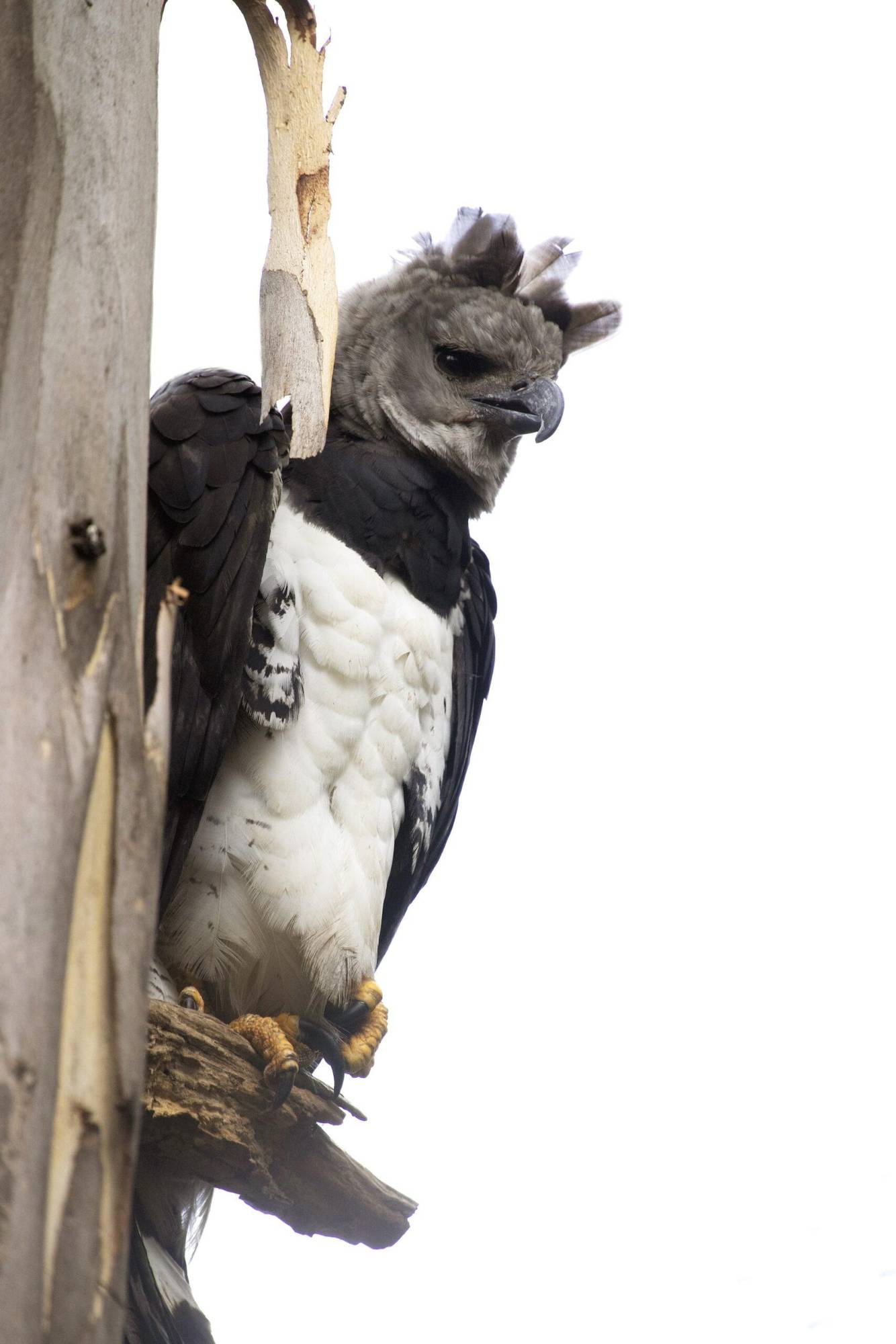 $!Águila harpía: reaparece la majestuosa ave rapaz que se creía extinta en México