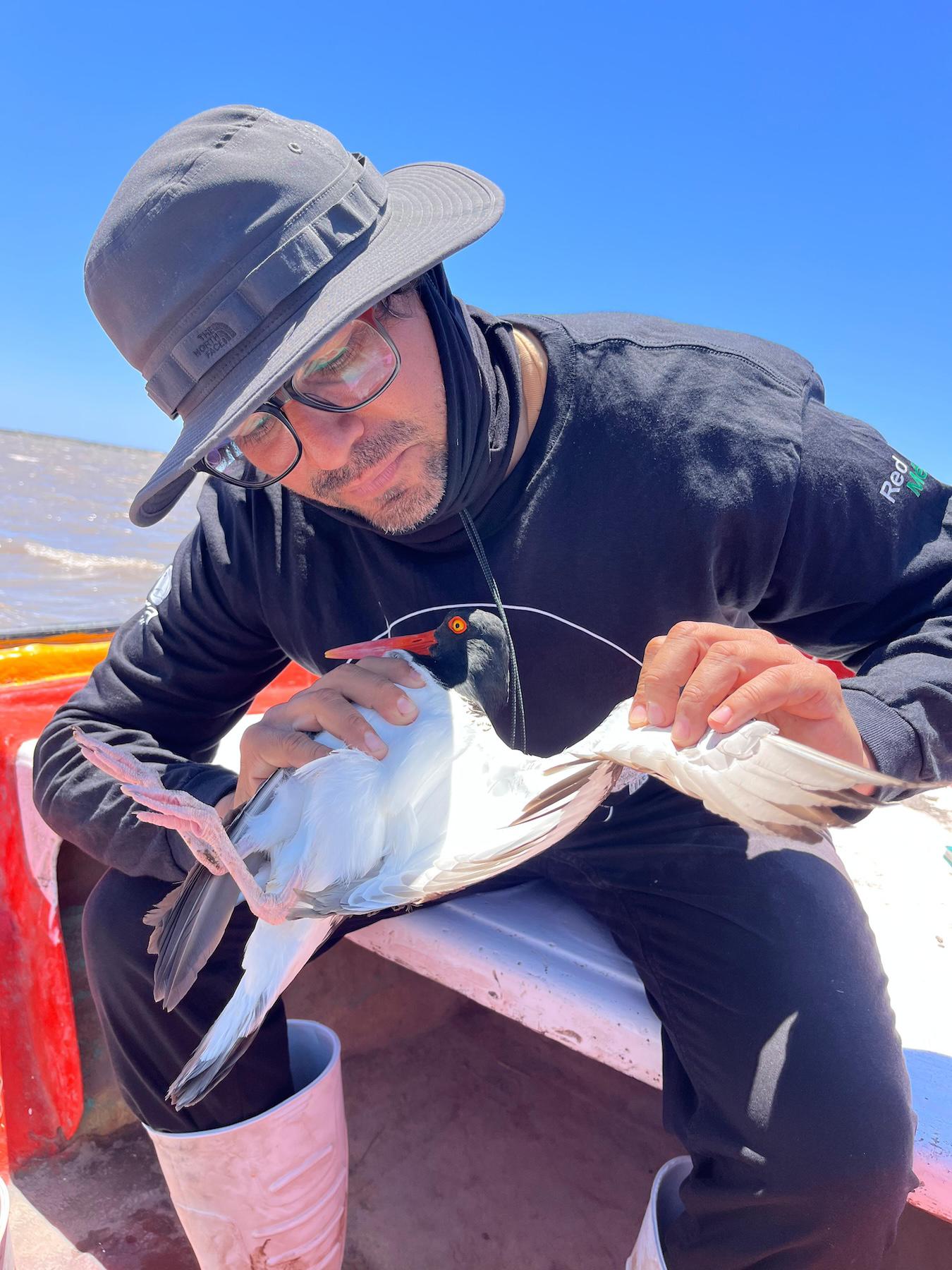 $!Un refugio inesperado: el amenazado ostrero americano del Pacífico encontró un hogar vital en el noroeste de México