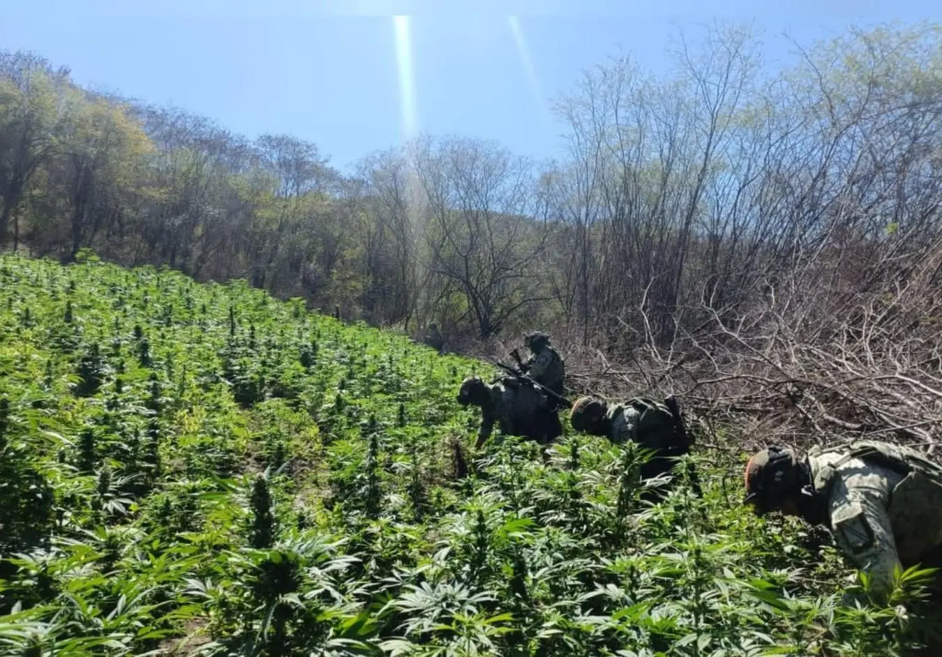 $!Destruye el Ejército 18 plantíos de marihuana y amapola en Badiraguato