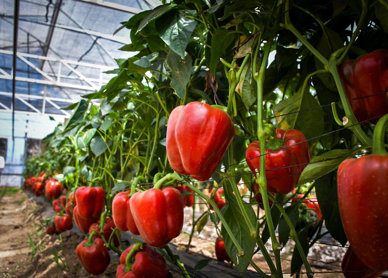 $!Arranca la Expo Agro Sinaloa 2026 en Culiacán; reúne a productores, empresas y autoridades