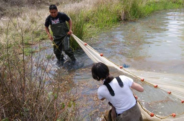 Especies invasoras amenazan al pez tequila y a los esfuerzos que buscan alejarlo de la extinción