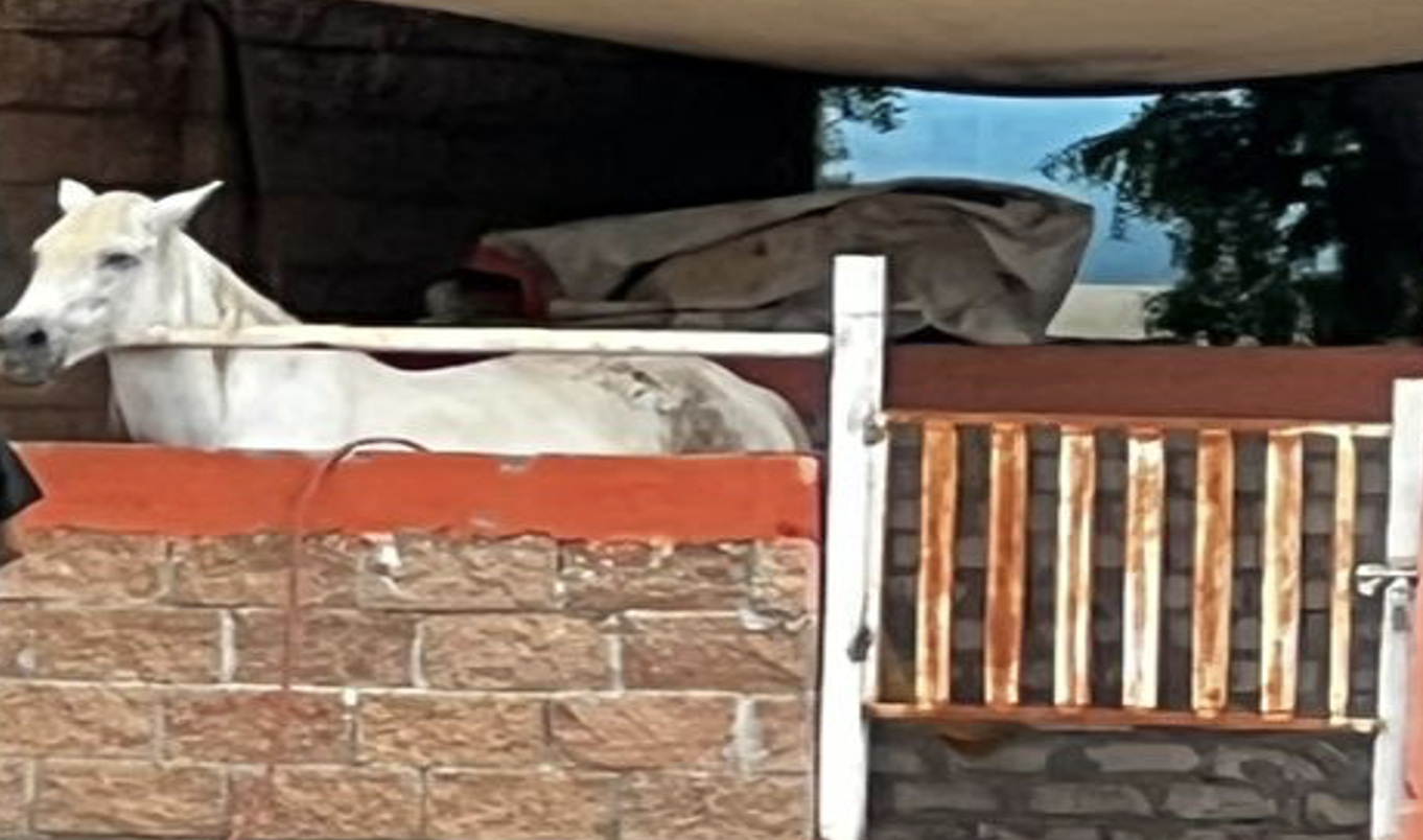 $!Aseguran tigres de bengala y vehículos durante cateo en inmueble de Culiacán