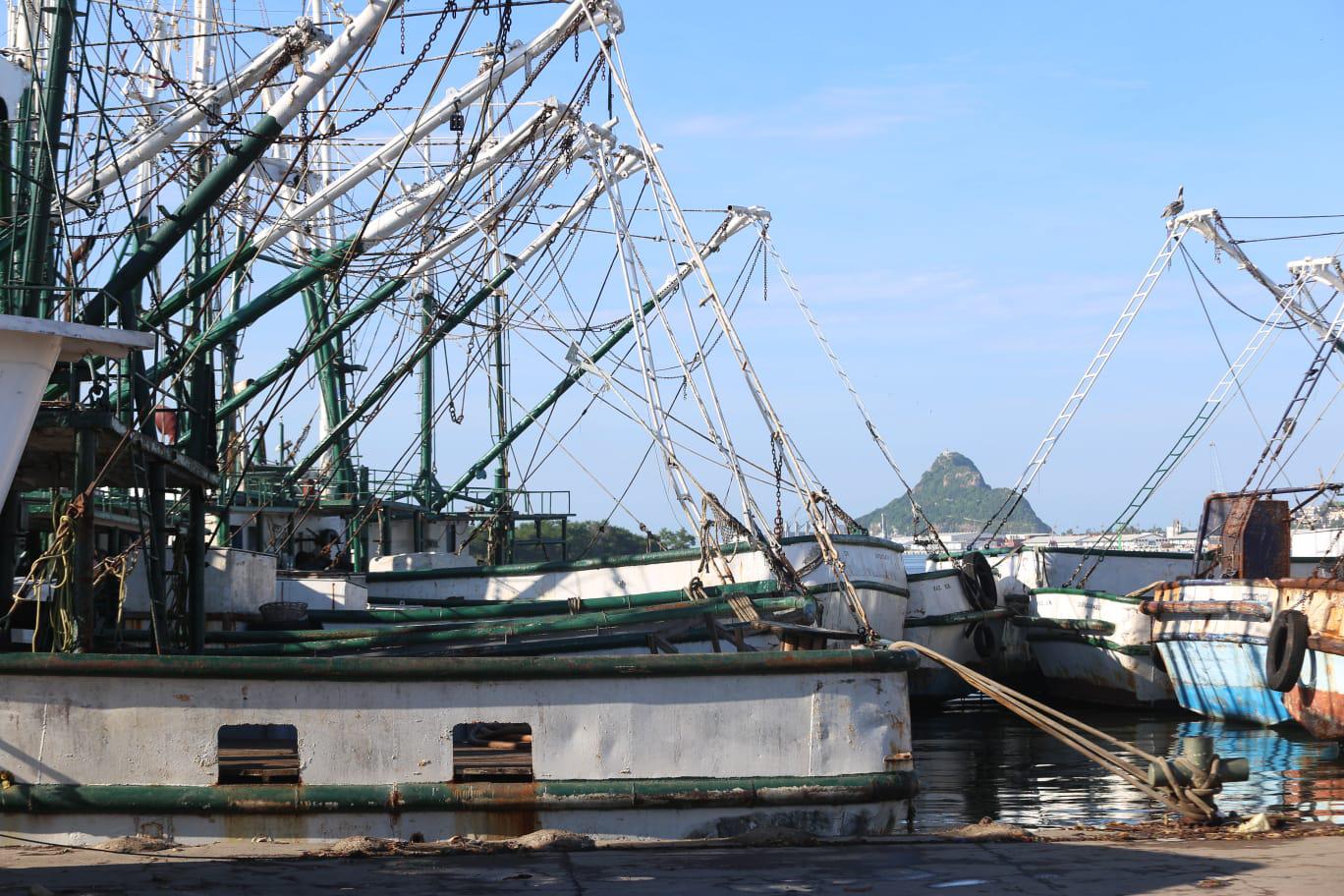 $!Barcos camaroneros de Mazatlán reportan capturas de media tonelada por día
