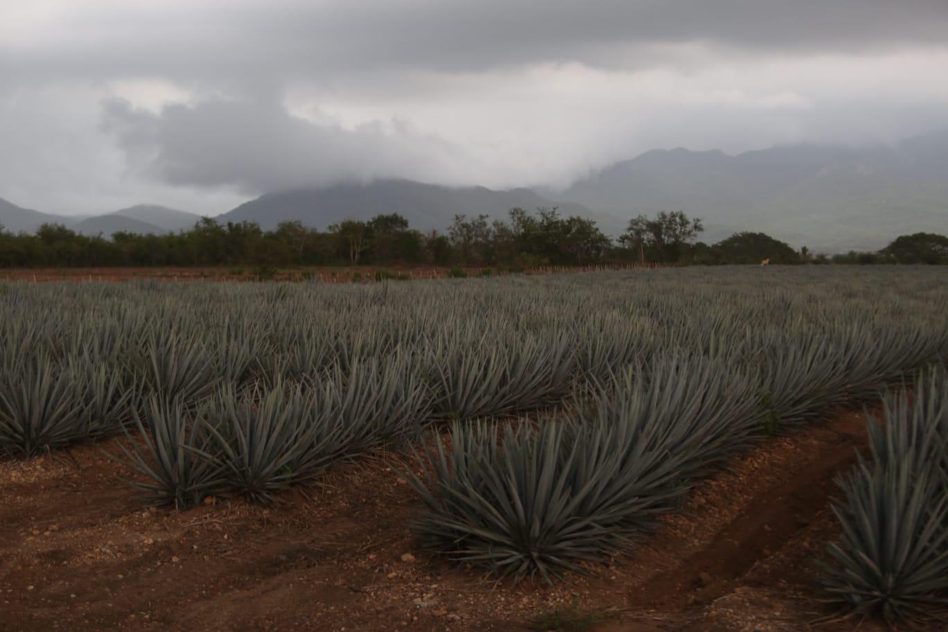 Buscan reactivar el potencial de producción de mezcal en Mazatlán y el sur de Sinaloa $!Buscan reactivar el potencial de producción de mezcal en Mazatlán y el sur de Sinaloa