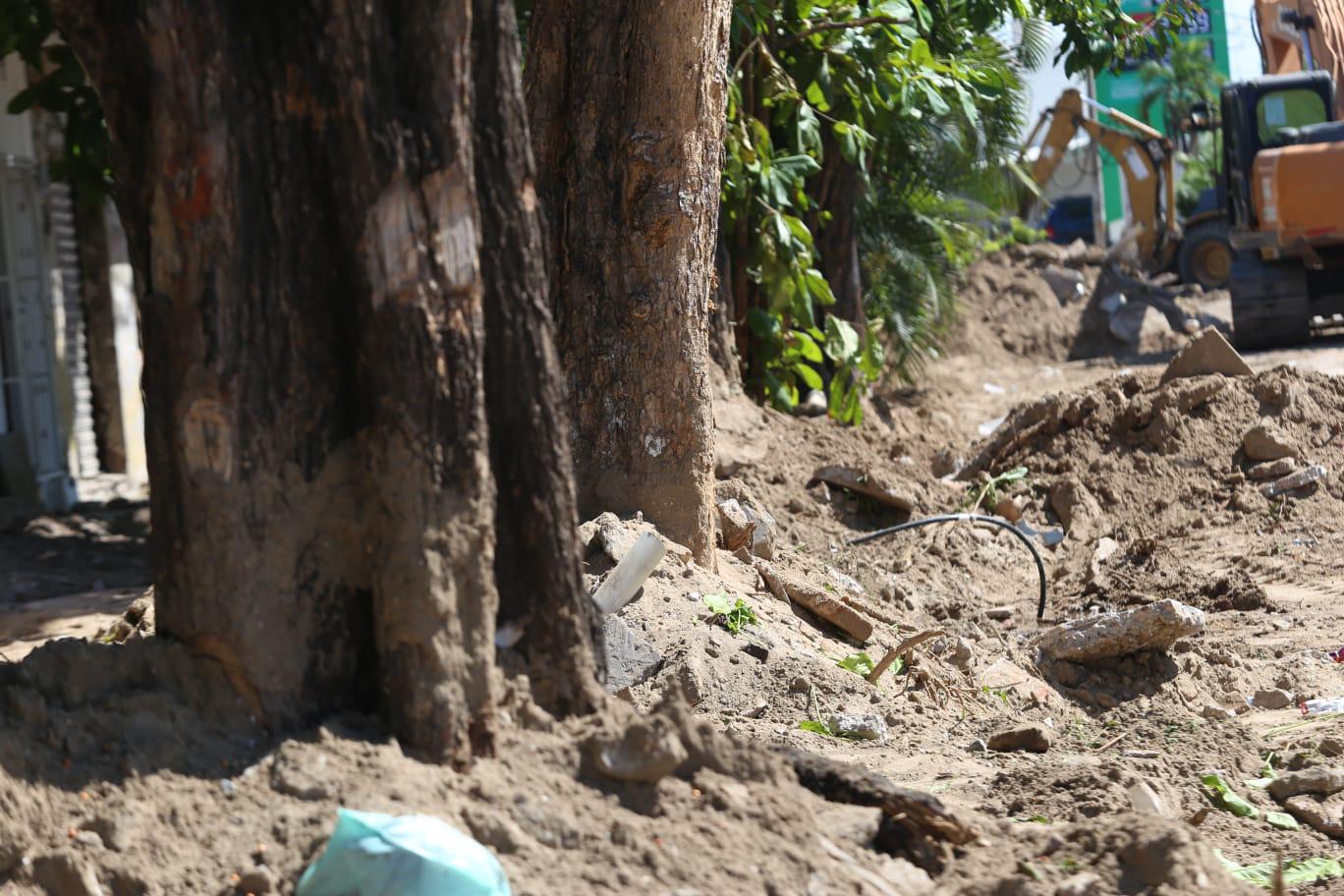 $!Piden algunos vecinos retirar árboles de la Emilio Barragán porque les daña sus drenajes; Alcalde de Mazatlán les dice que no