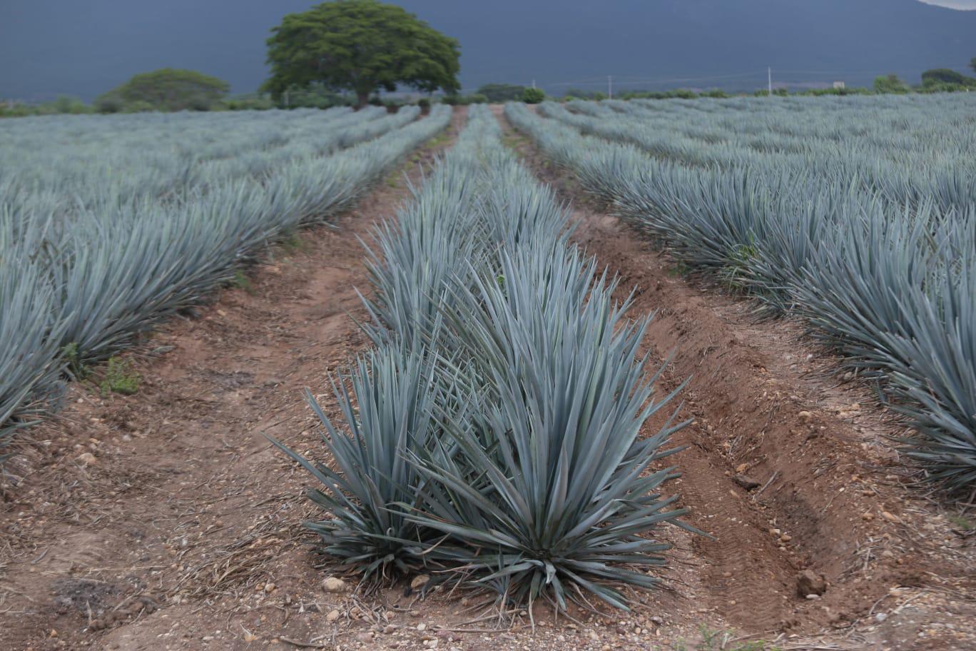 Buscan reactivar el potencial de producción de mezcal en Mazatlán y el sur de Sinaloa $!Buscan reactivar el potencial de producción de mezcal en Mazatlán y el sur de Sinaloa