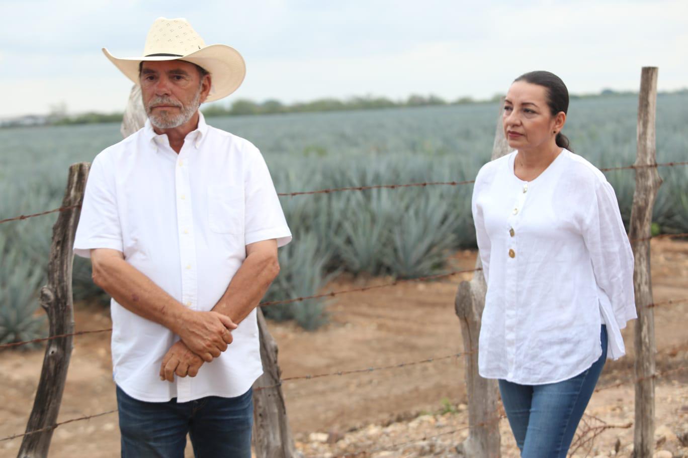 Buscan reactivar el potencial de producción de mezcal en Mazatlán y el sur de Sinaloa $!Buscan reactivar el potencial de producción de mezcal en Mazatlán y el sur de Sinaloa