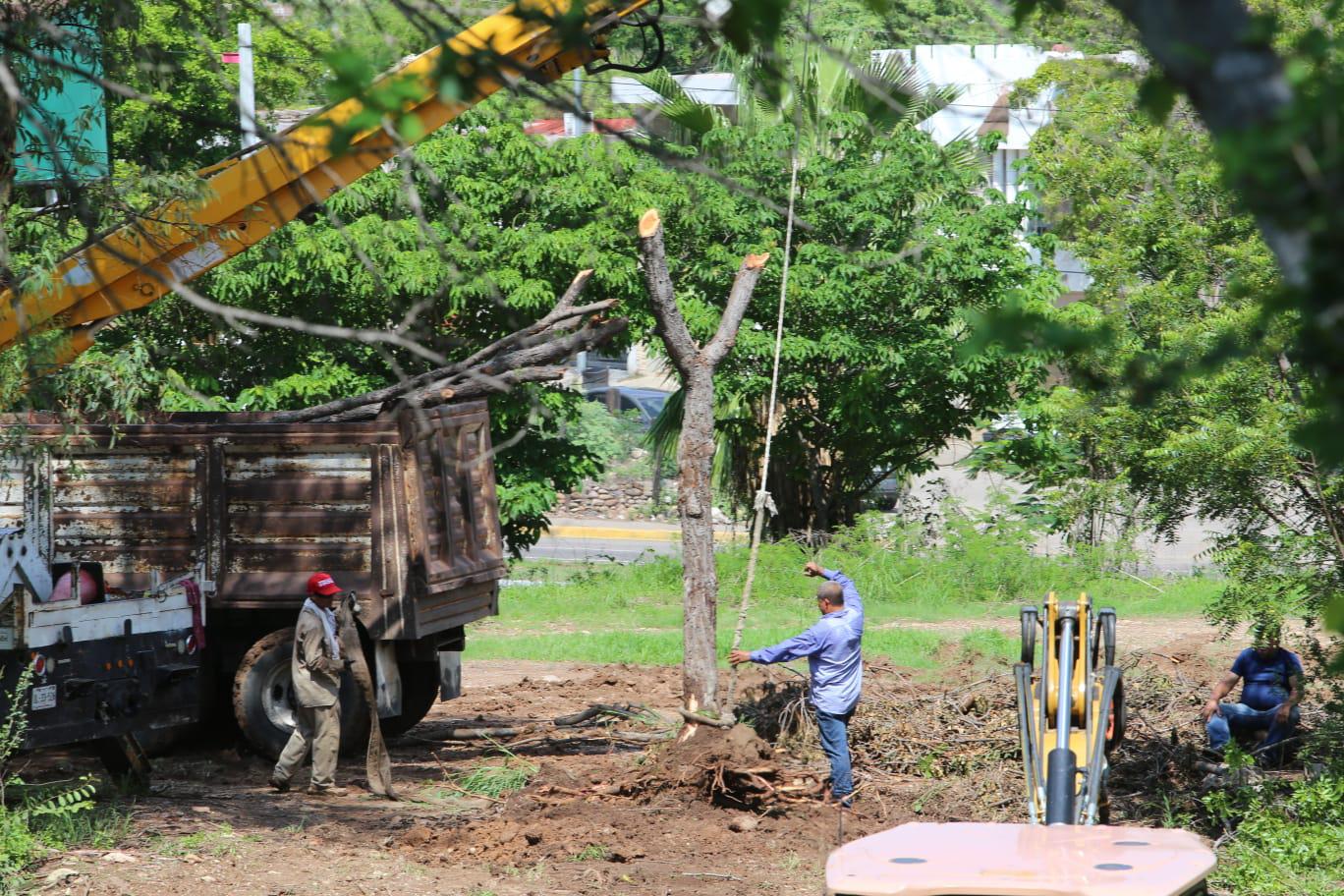 $!Denuncian ‘ecocidio’ por retiro de árboles en el Parque Culiacán 87; Ayuntamiento defiende trasplante para obra inclusiva