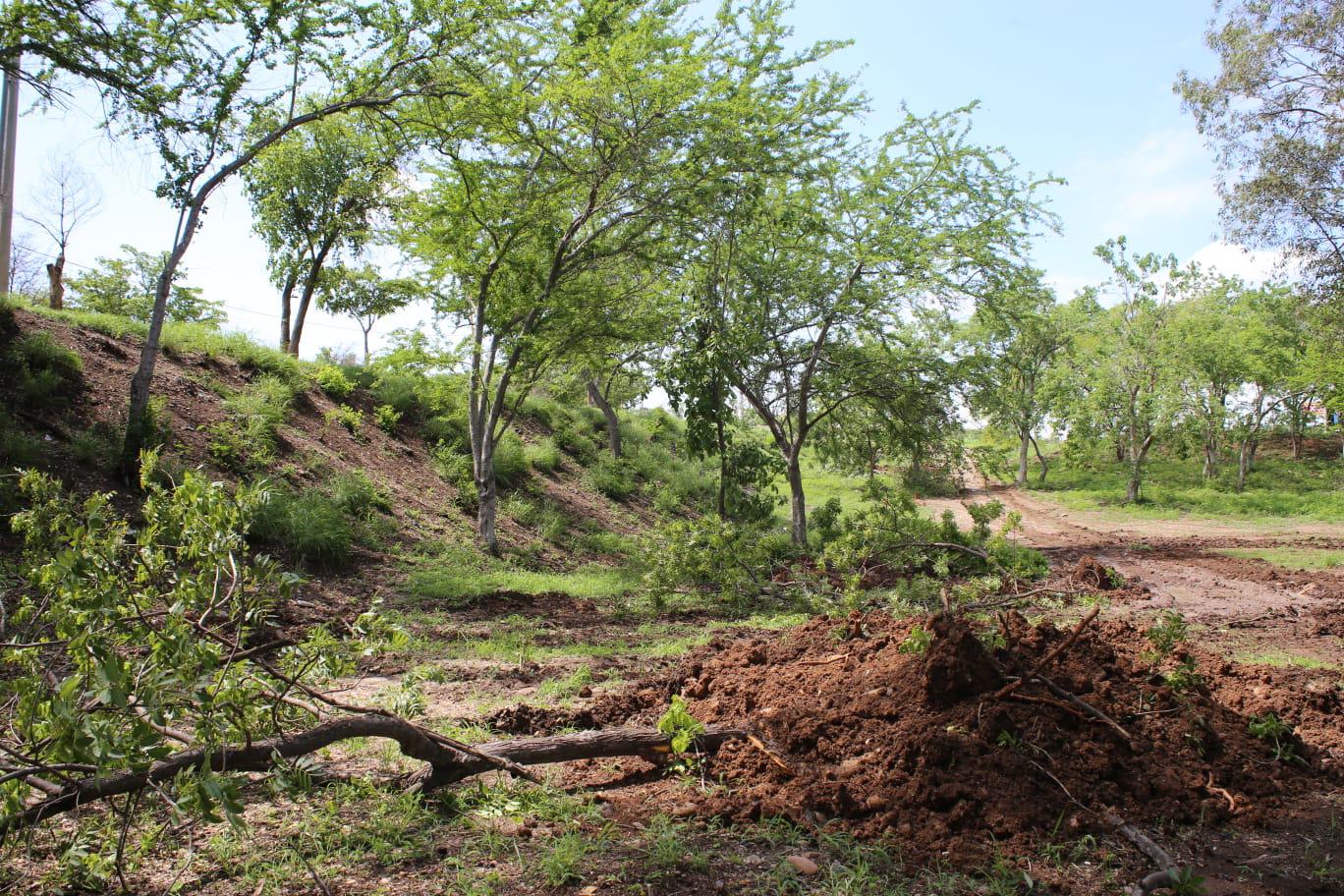 $!Denuncian ‘ecocidio’ por retiro de árboles en el Parque Culiacán 87; Ayuntamiento defiende trasplante para obra inclusiva