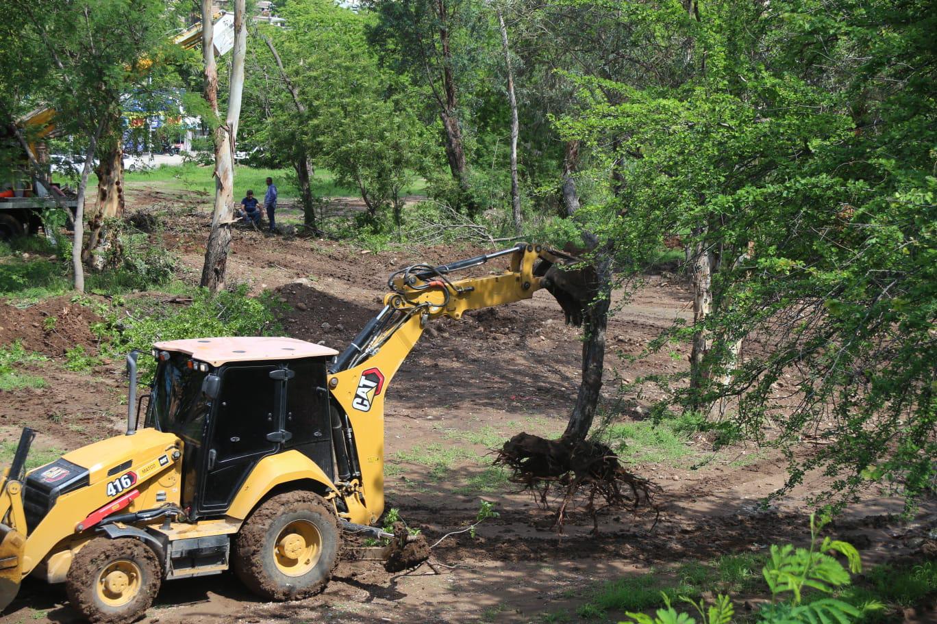 $!Denuncian ‘ecocidio’ por retiro de árboles en el Parque Culiacán 87; Ayuntamiento defiende trasplante para obra inclusiva