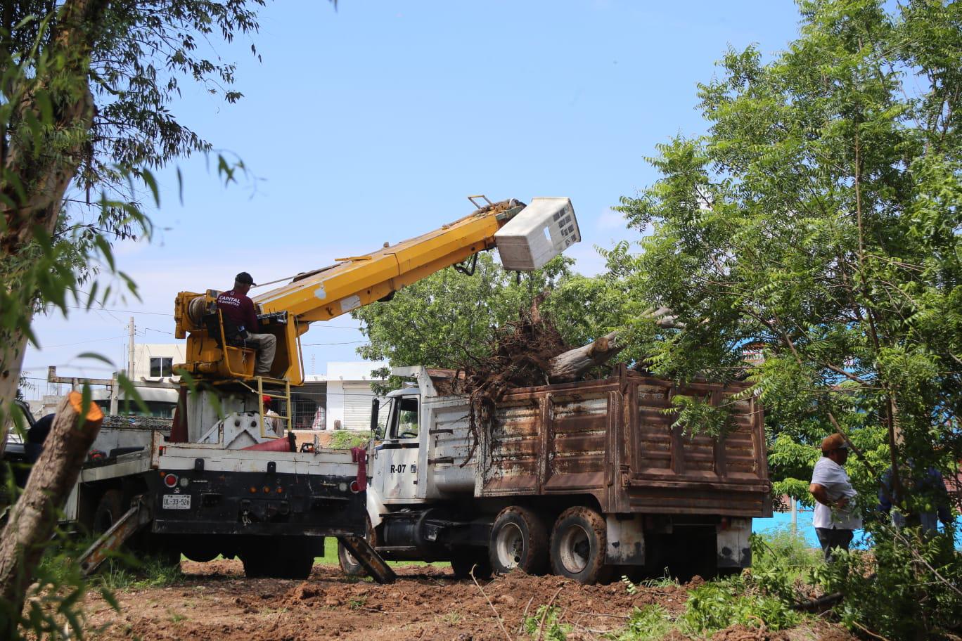 $!Denuncian ‘ecocidio’ por retiro de árboles en el Parque Culiacán 87; Ayuntamiento defiende trasplante para obra inclusiva
