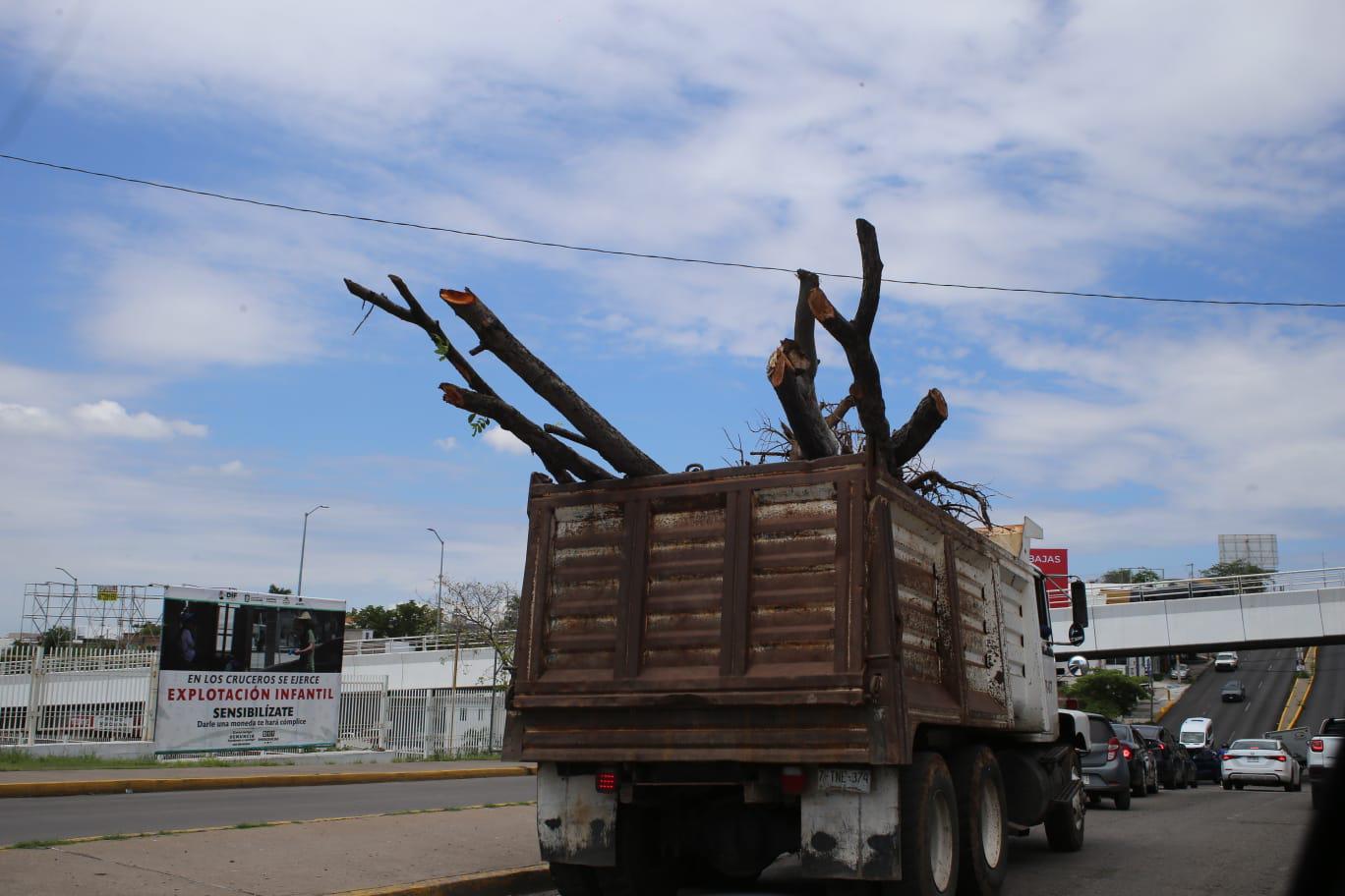 $!Denuncian ‘ecocidio’ por retiro de árboles en el Parque Culiacán 87; Ayuntamiento defiende trasplante para obra inclusiva