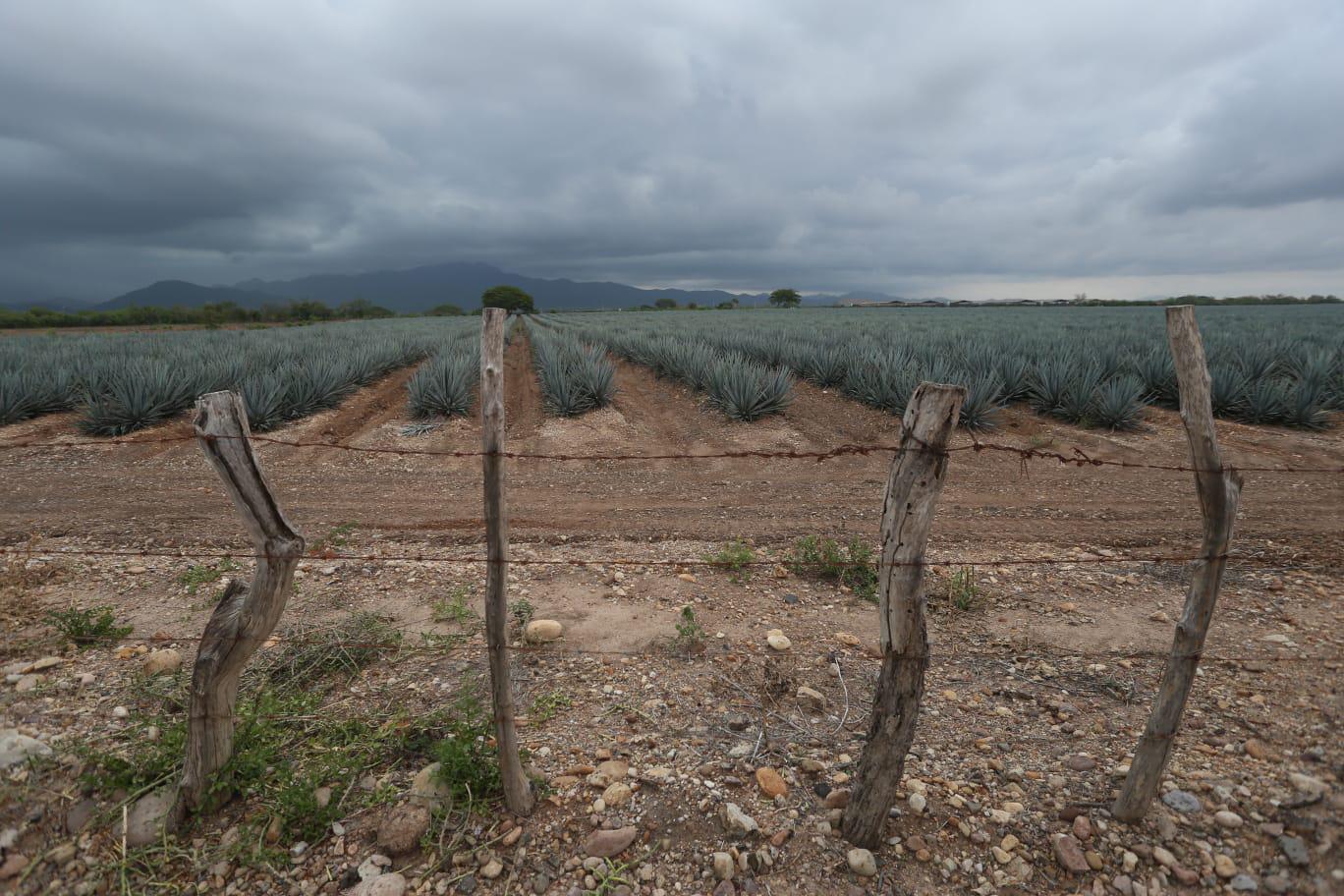 $!Buscan reactivar el potencial de producción de mezcal en Mazatlán y el sur de Sinaloa