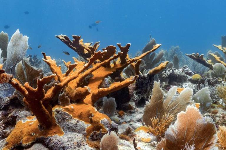 Científicos descubren monumentales arrecifes de coral en el Golfo de México