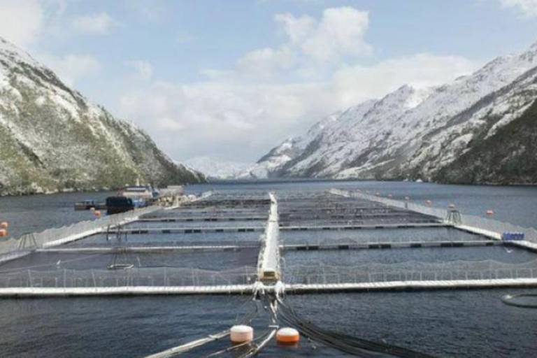 Autoridades suspenden condicionalmente proceso penal en contra de empresa salmonera en Chile