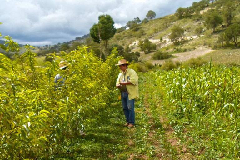 Glifosato en México: ¿por qué el gobierno pospuso su prohibición?