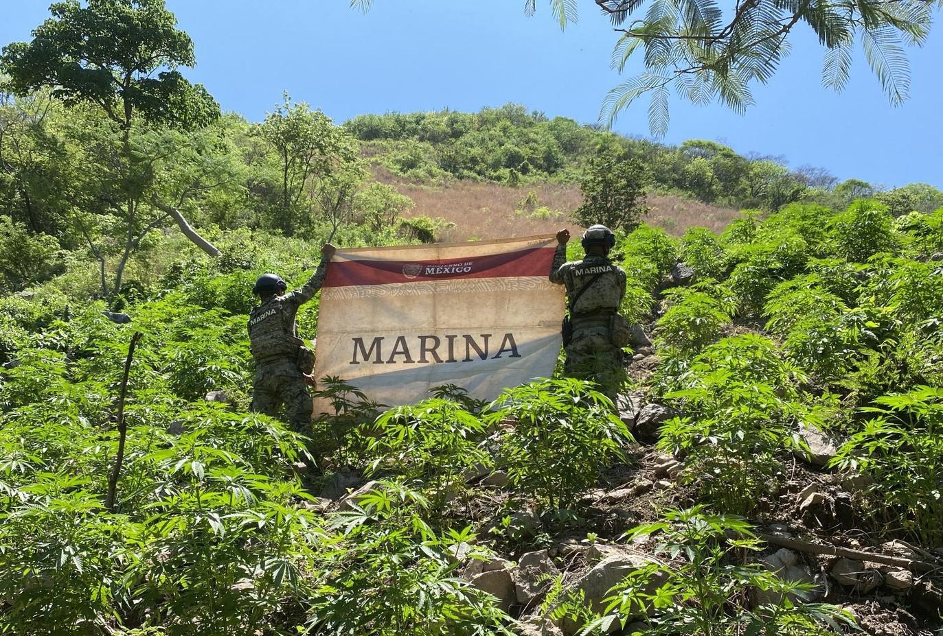 $!Destruye la Marina 186 plantíos de amapola y 24 de mariguana en Nayarit