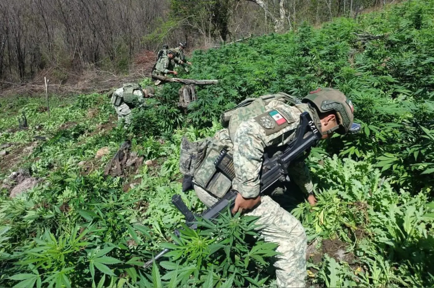 $!Destruye el Ejército 18 plantíos de marihuana y amapola en Badiraguato