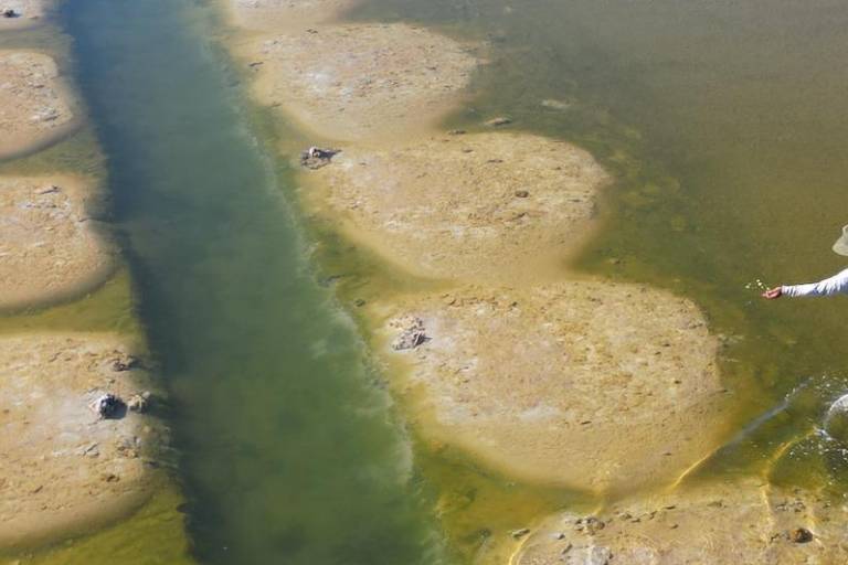 Renaciendo en el mar: pescadores y científicos recuperan manglares amenazados en Baja California Sur, México