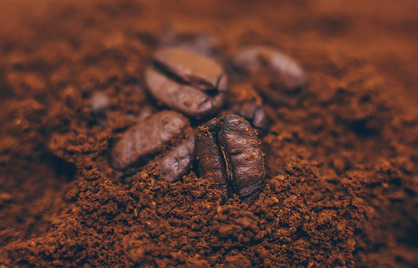 $!Propone investigador de la UAS el bagazo de café como alternativa económica y sana al chocolate