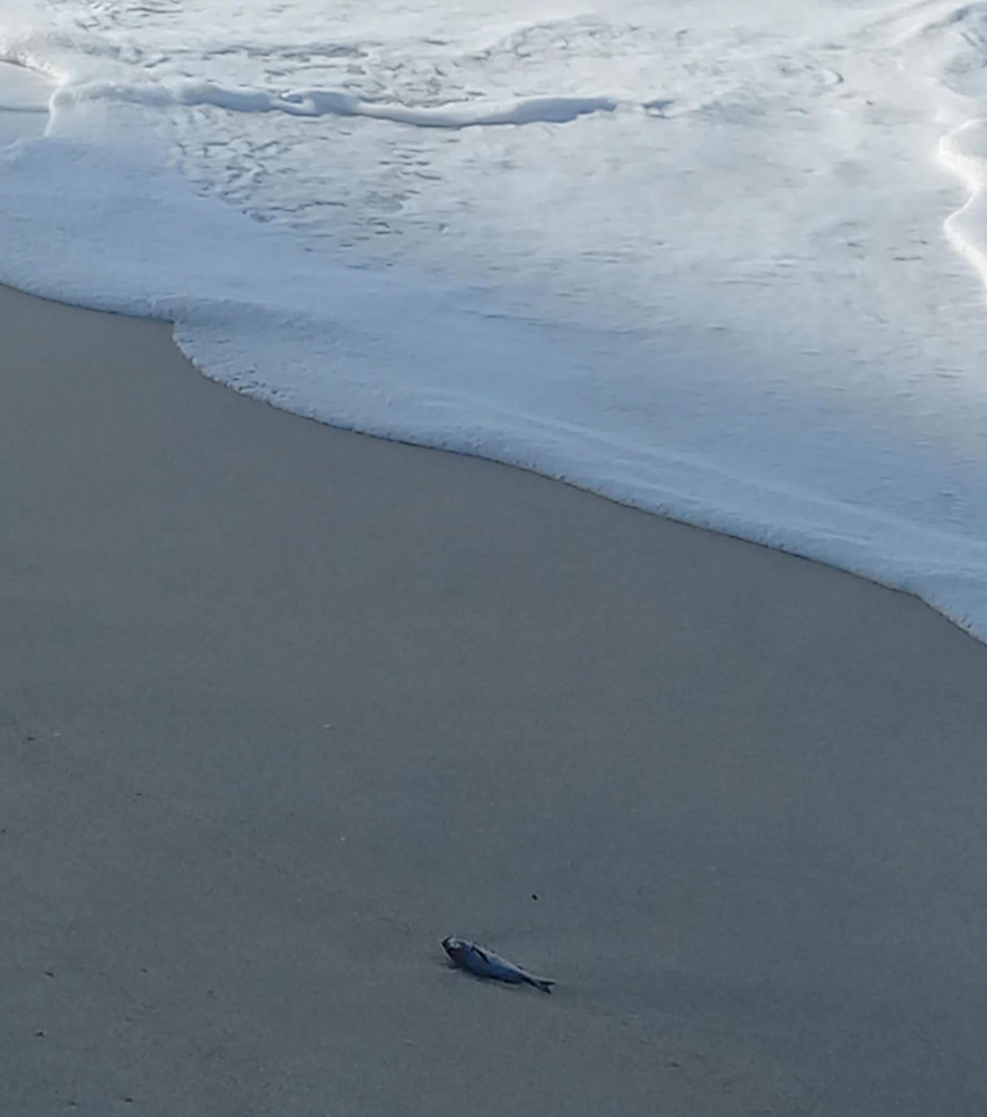 $!Marejadas arrojan contaminación y peces muertos a playas de Mazatlán; persiste alerta por tormentas