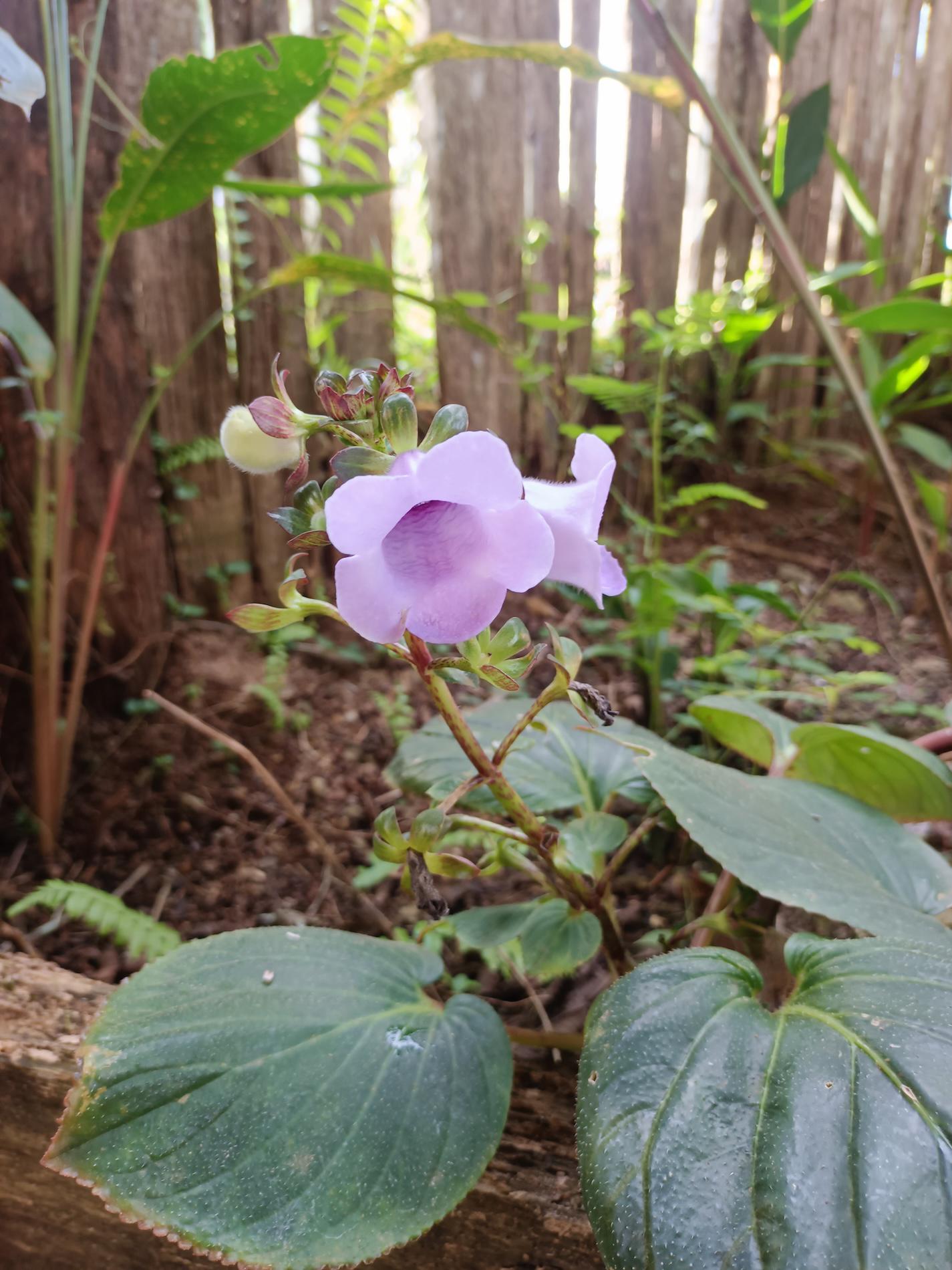 $!Entre las plantas más valoradas del jardín está el Bûûrö, también conocida como planta puño (Gloxinia sp.).