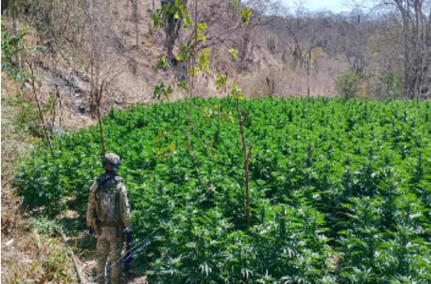 $!Aseguran laboratorio inactivo y destruyen plantío de marihuana en Cosalá