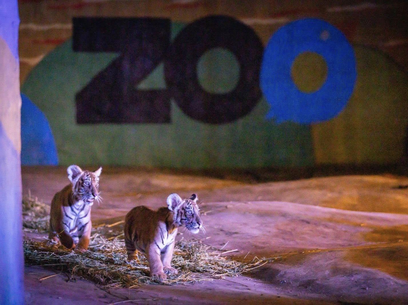 $!Dos de los Tigres de Bengala.