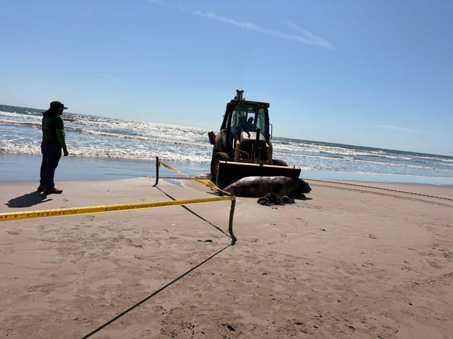 $!Hallan lobo marino y delfín muertos en playa El Caimanero, en Rosario
