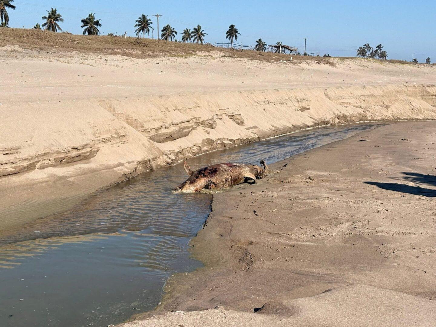 $!Hallan lobo marino y delfín muertos en playa El Caimanero, en Rosario