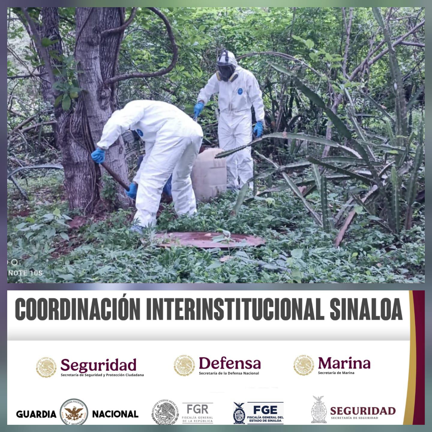 $!Aseguran y destruyen más de 75 mil litros de droga en Culiacán y Cosalá