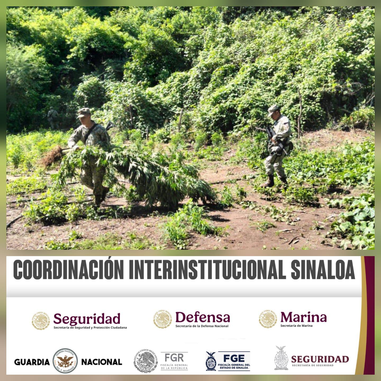 $!Aseguran y destruyen más de 75 mil litros de droga en Culiacán y Cosalá