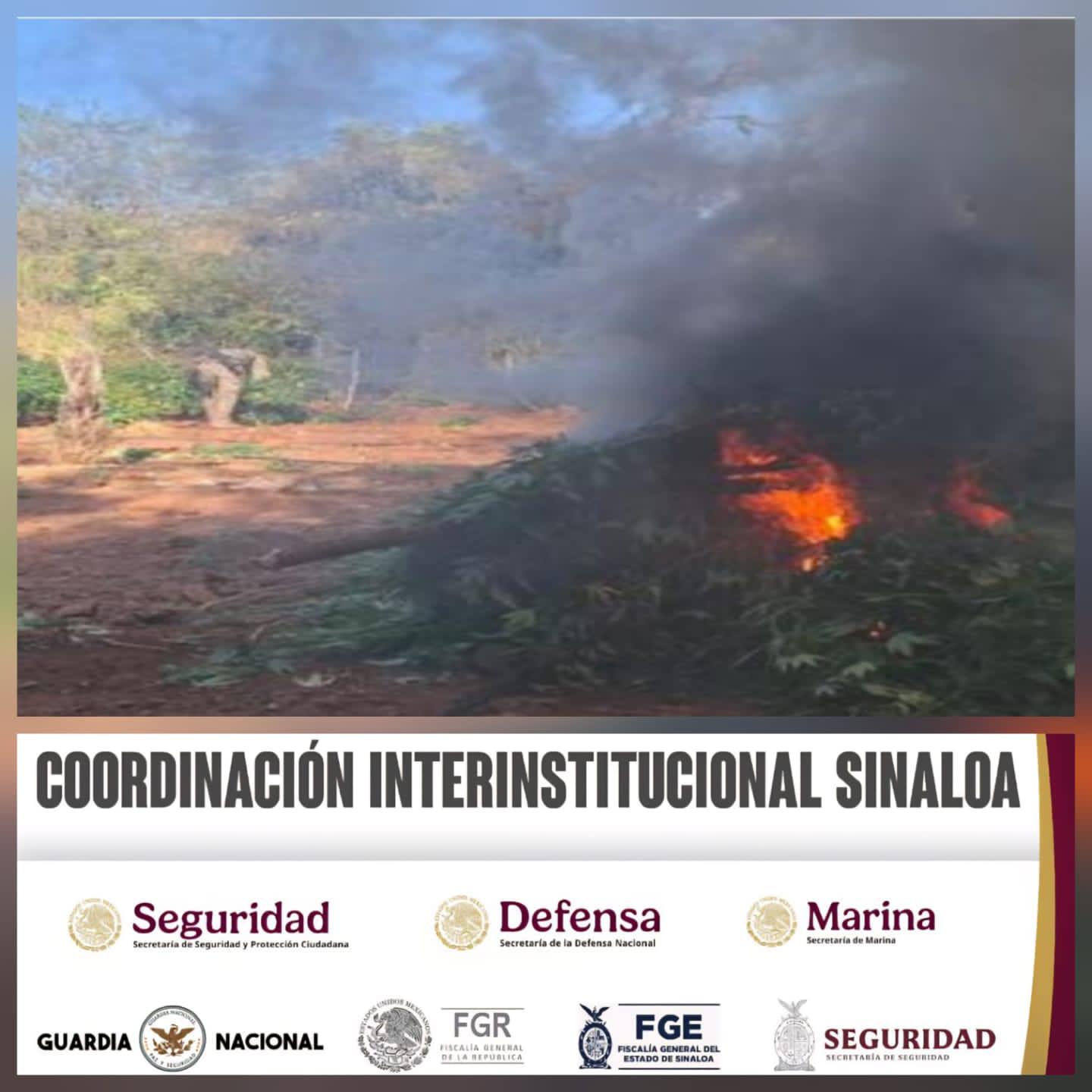 $!Destruye Ejército Mexicano dos plantíos de mariguana en Culiacán