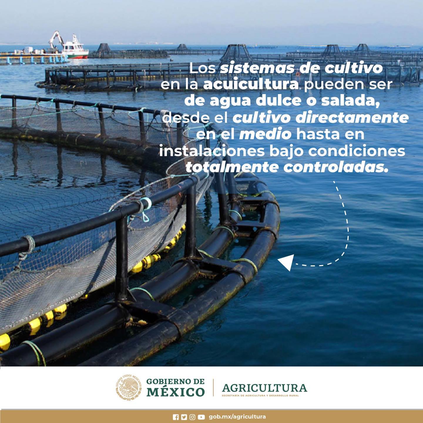 $!Acuacultura, una transición entre la pesca y la agricultura